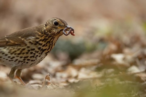 Song thrush (Turdus philomelos) adult bird carrying worms for food in its beak, England, United