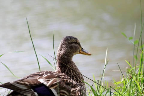 Mallard (Anas platyrhynchos), female, plumage, grass, Germany
