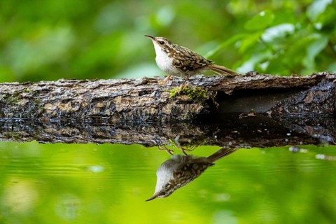 Woodcreeper (Certhia familiaris) Germany
