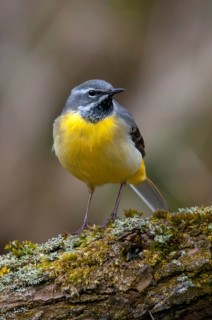 Mountain tail, grey wagtail, motacilla cinerea, birds, female, high size, portrait format, passeri,