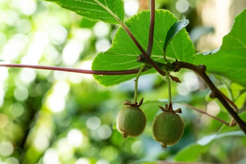 A kiwi or Chinese gooseberry (Actinidia deliciosa) growing on a wall, Chelsea Physic Garden, a