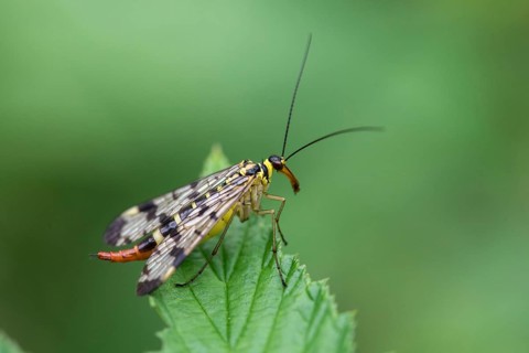 Common scorpionfly, mecoptera, panorpa communis, beaked flies, scorpionfly, common scorpionfly,