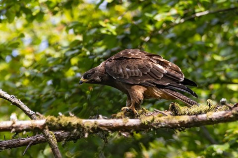 Honey buzzard (Pernis apivorus), a fledgling standing on a branch of a larch tree in a sunny, green