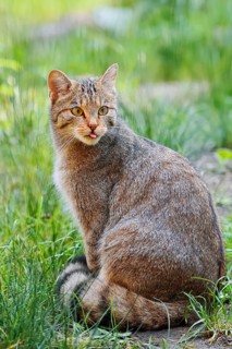 European wildcat (Felis silvestris silvestris), captive, Germany