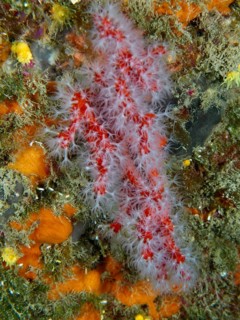 Red coral (Corallium rubrum) in an underwater reef, dive site: Cap de Creus Marine Reserve, Rosas,