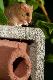 Hazel vole, Hazel dormouse, Muscardinus avellanarius, rodents, rodentia, bilche, dormice, dormouse,