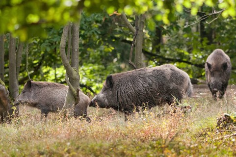 Artiodactyla, even-toed ungulate, cloven-hoofed, wild boar, wild boar, stream, boar, boar, boar,