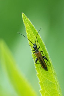 Common thick-legged flower beetle, common rose-legged beetle, edemera femorata, false bock-beetle,
