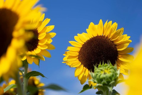 Sunflower field in the Palatinate