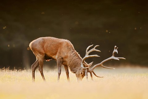 Red deer (Cervus elaphus), a stag standing with antlers spread in a meadow, rutting season, North