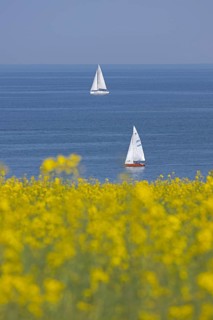 Sailing boats, rapeseed field, Baltic Sea, Altbülk, beaches, Schleswig-Holstein, Germany