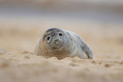 Atlantic grey seal (Halichoerus grypus) adult animal resting on sand of a beach, England, United