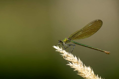Macro photograph of a dragonfly with green wings on a plant against a calm background, Banded