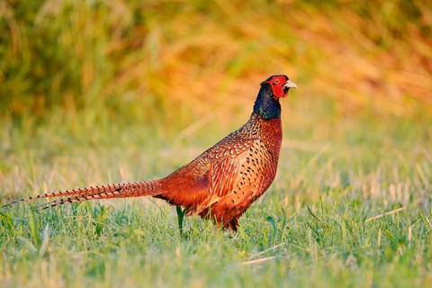 Hunting pheasant (Phasianus colchicus), cock standing in a meadow, North Rhine-Westphalia, Germany
