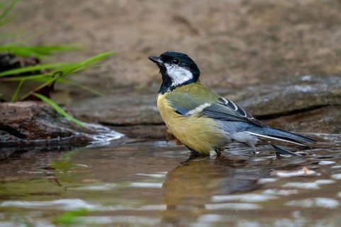 Great tit, great tit, parus major, bath, bird bath, birds, garden, tits, passeri, songbirds, tits,
