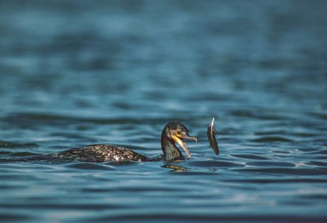 Black shag, cormorant, phalacrocorax carbo, birds, adolescent, juvenile, leo, pelecaniforms,