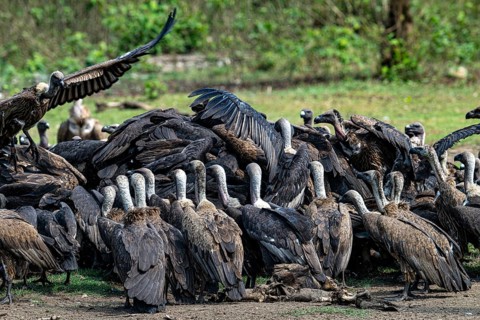 Vultures, Bengal vulture, white-rumped vulture (Gyps bengalensis), Chitwan National Park, jungle,