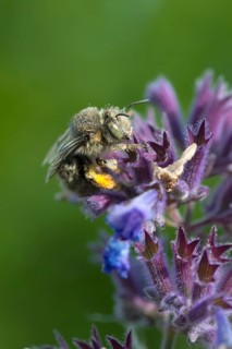 Anthophora acervorum, anthophora plumipes, apidae, bees, spring fur bee, common fur bee,