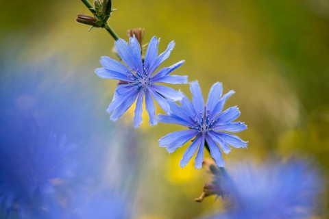 Asteraceae, cichorium intybus, common chicory, common chicory, daisy, chicory, flora, plants,