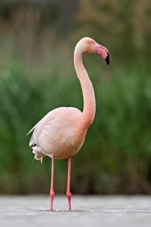 A greater flamingo (Phoenicopterus roseus), standing in the water, Camargue Regional Nature Park,