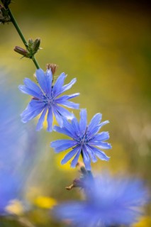 Asteraceae, cichorium intybus, common chicory, common chicory, daisy, chicory, flora, high size,