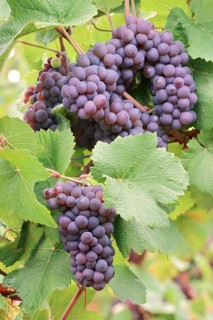 Grapes on the vine, Pinot Gris or Pinot Gris grape variety, Haut-Rhin, Alsace, Grand Est, France