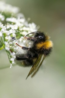Apidae, bees, bombus terrestris, dark bumblebee, hymenoptera, buff-tailed bumblebee, high size,