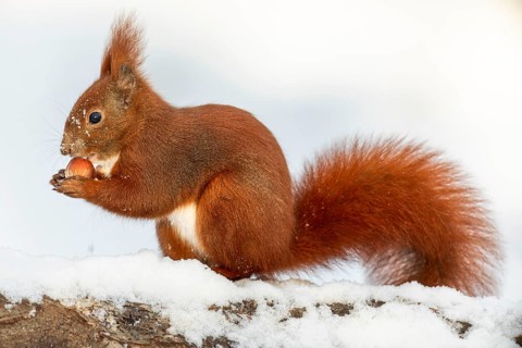 The squirrel (Sciurus vulgaris) holds the hazelnut with its front paws and then pushes it into its