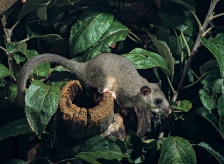 Edible dormouse, fat dormouse, glis glis, rodents, rodentia, dormouse, bilche, bolt, dormice,