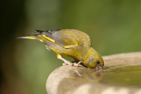 European greenfinch (Chloris chloris) adult male garden bird drinking on a water bird bath,