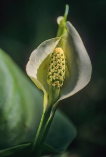 Araceae, arum stalk, bog arum, calla palustris, dragon root, marsh calla, flora, high size,