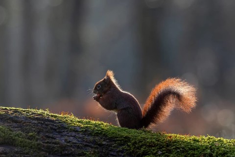 Against the light, the bushy tail of the squirrel (Sciurus vulgaris) seems to glow, sweet, cute,