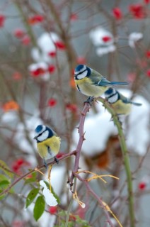 Blue tit, dog rose, parus caeruleus, rosa canina, rosaceae, rose family, autumn, birds, dog rose,