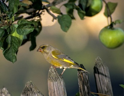 Carduelis chloris, chloris chloris, greenfinch, greenfinch, greenfinch, birds, garden, garden