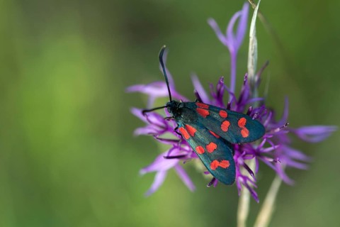 Acorn ram, common blood droplet, six-spot ram, six-spot burnet, zygaena filipendulae, blood