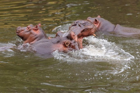 A young hippopotamus (Hippopotamus amphibius) plays with its mother in the water. A third