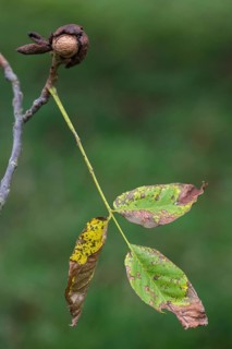 Real walnut, English walnut, Juglandaceae, Juglans regia, Madeira walnut, Persian walnut, walnut