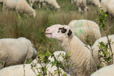 Artiodactyla, domestic sheep, even-toed ungulate, Germany, domestic sheep, Jena, Nabu, natural