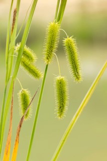 Carex pseudocyperus, cyperaceae, sour grasses, false cyprus sedge, cyperus sedge, flora, high size,
