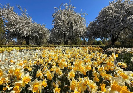 Spring beds with many different coloured flowers in the landscape park of Dyck Castle, Jüchen,