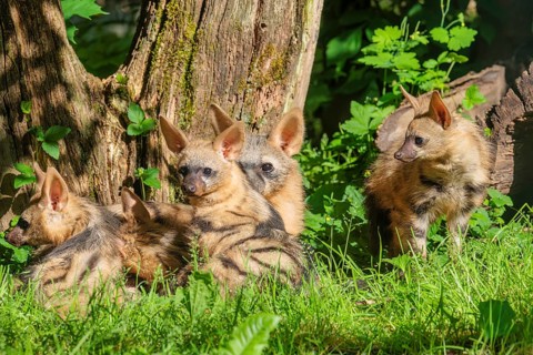 A female aardwolf (Proteles cristatus) rests together with her young near a tree on a sunny day.