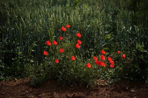 Corn poppies (Papaver rhoeas) beside a wheat field, Agrawirtschaft, Fellbach, Baden-Württemberg,