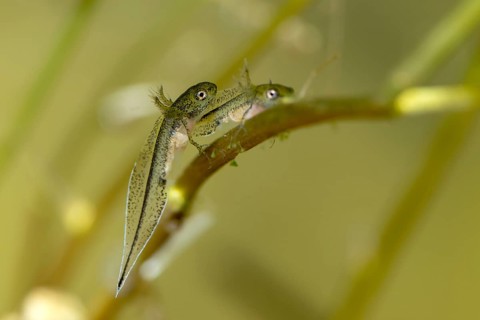 Great Crested Newt, Crested Newt, Northern Crested Newt, Triturus Cristatus, Amphibians,