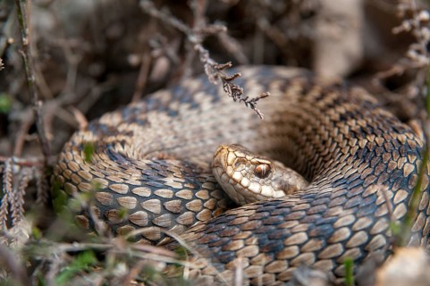 European adder, European viper, venomous snake, vipera berus, critters, poisonous reptilia,
