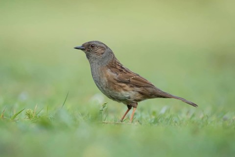 Dunnock or Hedge sparrow (Prunella modularis) adult garden bird on a grass lawn, Suffolk, England,