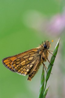 Colorful bighead butterfly butterfly butterfly carterocephalus palaemon chequered skipper