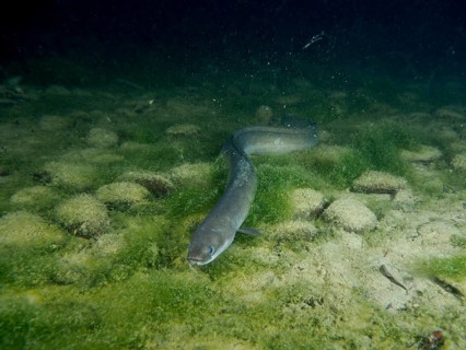 A curved European eel (Anguilla anguilla) gliding through the algae-covered rocky underwater