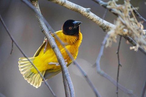 Village weaver (Ploceus cucullatus), South Africa