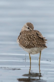 Bruchwassersträder, tringa glareola, wood sandpiper, birds, charadriiformes, high size, portrait