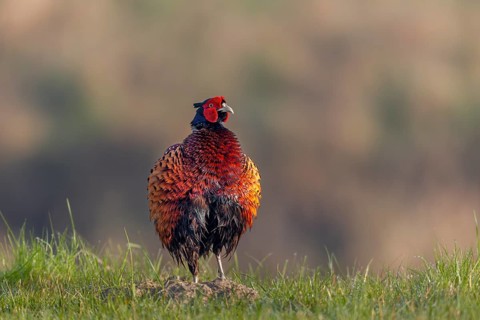 Once again, the pheasant cock (Phasianus colchicus) has taken up position on a molehill and is